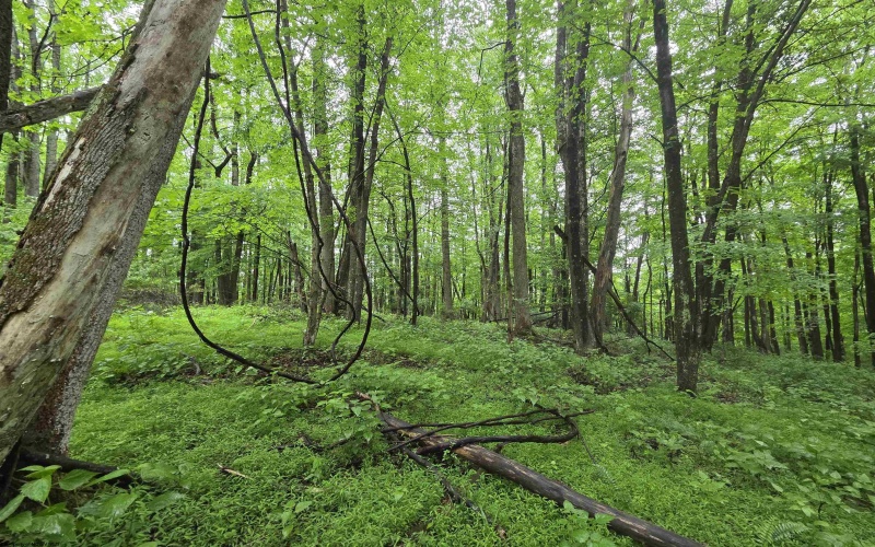 TBD Battle Street, Parsons, West Virginia 26287, 0 , 0 ,0,Lots/land,For Sale,Battle,0,10165992