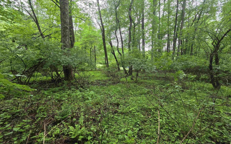 TBD Battle Street, Parsons, West Virginia 26287, 0 , 0 ,0,Lots/land,For Sale,Battle,0,10165992
