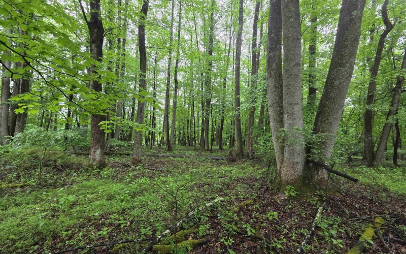 TBD Battle Street, Parsons, West Virginia 26287, 0 , 0 ,0,Lots/land,For Sale,Battle,0,10165992