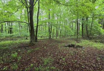 TBD Battle Street, Parsons, West Virginia 26287, 0 , 0 ,0,Lots/land,For Sale,Battle,0,10165992
