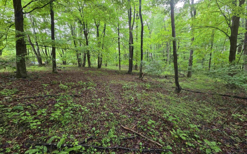 TBD Battle Street, Parsons, West Virginia 26287, 0 , 0 ,0,Lots/land,For Sale,Battle,0,10165992