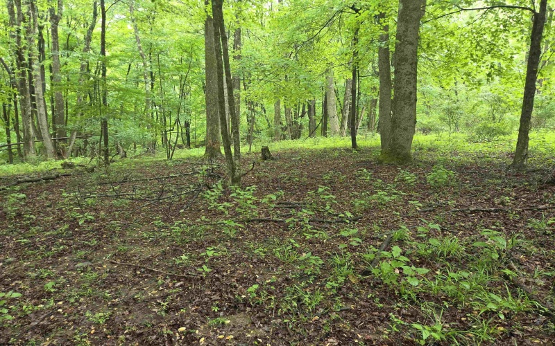 TBD Battle Street, Parsons, West Virginia 26287, 0 , 0 ,0,Lots/land,For Sale,Battle,0,10165992