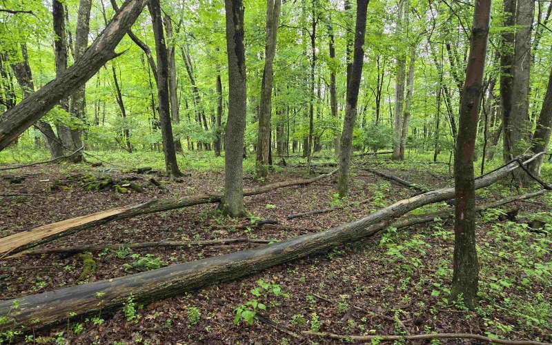 TBD Battle Street, Parsons, West Virginia 26287, 0 , 0 ,0,Lots/land,For Sale,Battle,0,10165992