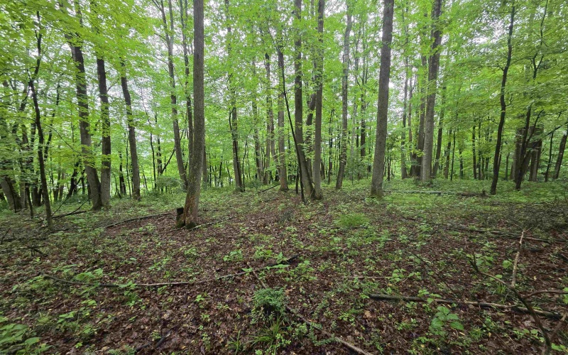 TBD Battle Street, Parsons, West Virginia 26287, 0 , 0 ,0,Lots/land,For Sale,Battle,0,10165992