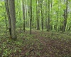 TBD Battle Street, Parsons, West Virginia 26287, 0 , 0 ,0,Lots/land,For Sale,Battle,0,10165992