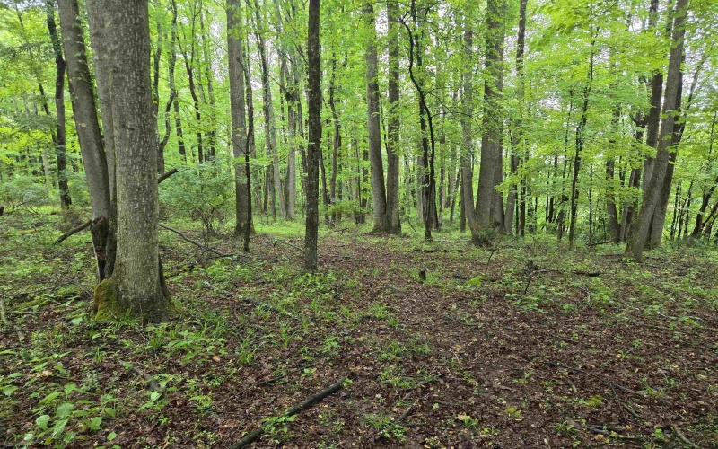 TBD Battle Street, Parsons, West Virginia 26287, 0 , 0 ,0,Lots/land,For Sale,Battle,0,10165992