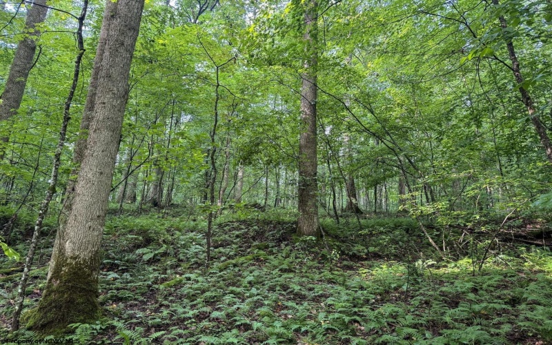 Lot 1 Hanging Run Road, Belington, West Virginia 26250, 0 , 0 ,0,Lots/land,For Sale,Hanging Run,0,10166000
