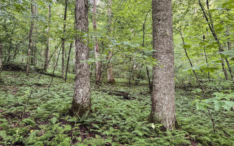 Lot 1 Hanging Run Road, Belington, West Virginia 26250, 0 , 0 ,0,Lots/land,For Sale,Hanging Run,0,10166000