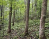 Lot 1 Hanging Run Road, Belington, West Virginia 26250, 0 , 0 ,0,Lots/land,For Sale,Hanging Run,0,10166000