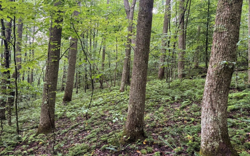 Lot 1 Hanging Run Road, Belington, West Virginia 26250, 0 , 0 ,0,Lots/land,For Sale,Hanging Run,0,10166000