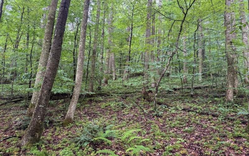 Lot 1 Hanging Run Road, Belington, West Virginia 26250, 0 , 0 ,0,Lots/land,For Sale,Hanging Run,0,10166000