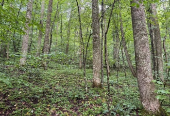 Lot 1 Hanging Run Road, Belington, West Virginia 26250, 0 , 0 ,0,Lots/land,For Sale,Hanging Run,0,10166000