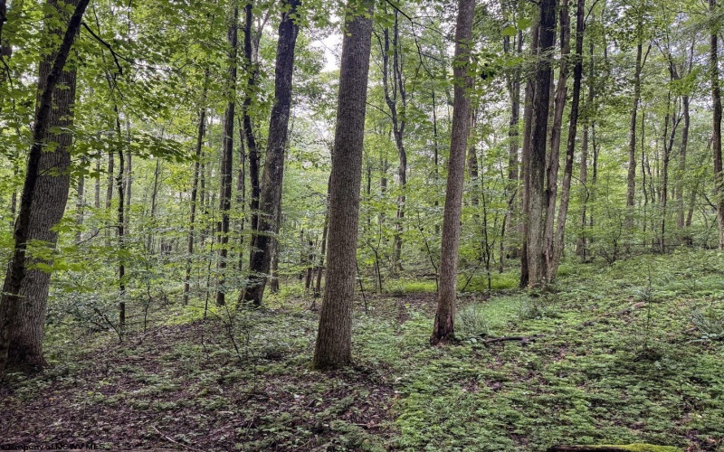 Lot 1 Hanging Run Road, Belington, West Virginia 26250, 0 , 0 ,0,Lots/land,For Sale,Hanging Run,0,10166000