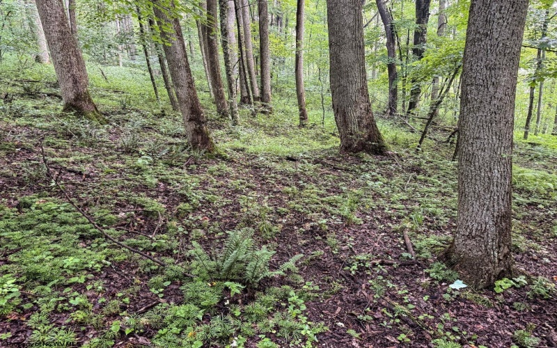 Lot 1 Hanging Run Road, Belington, West Virginia 26250, 0 , 0 ,0,Lots/land,For Sale,Hanging Run,0,10166000
