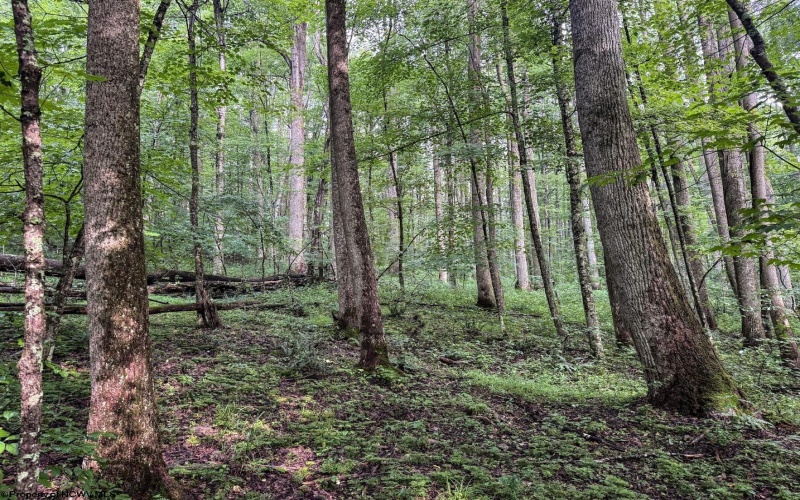 Lot 1 Hanging Run Road, Belington, West Virginia 26250, 0 , 0 ,0,Lots/land,For Sale,Hanging Run,0,10166000