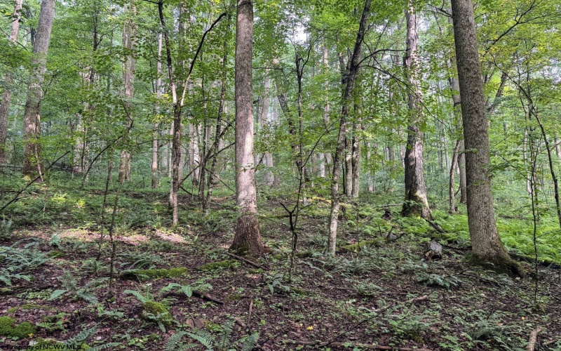 Lot 1 Hanging Run Road, Belington, West Virginia 26250, 0 , 0 ,0,Lots/land,For Sale,Hanging Run,0,10166000