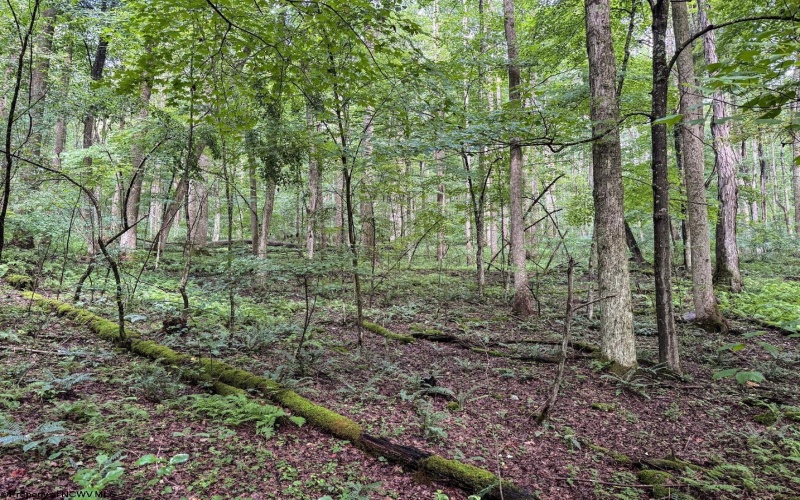 Lot 1 Hanging Run Road, Belington, West Virginia 26250, 0 , 0 ,0,Lots/land,For Sale,Hanging Run,0,10166000