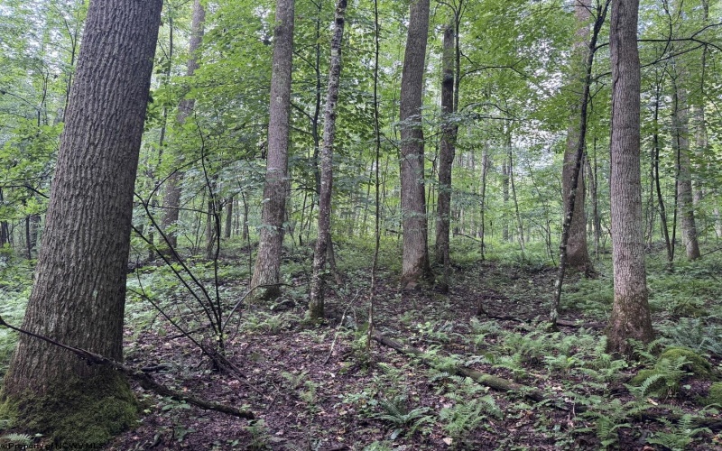 Lot 1 Hanging Run Road, Belington, West Virginia 26250, 0 , 0 ,0,Lots/land,For Sale,Hanging Run,0,10166000