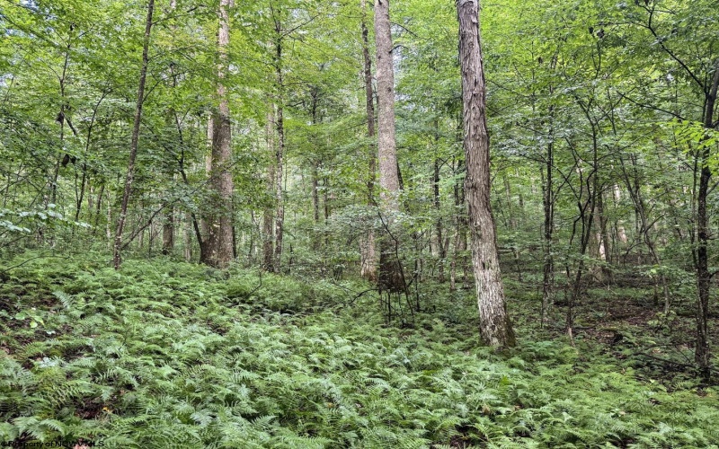 Lot 1 Hanging Run Road, Belington, West Virginia 26250, 0 , 0 ,0,Lots/land,For Sale,Hanging Run,0,10166000