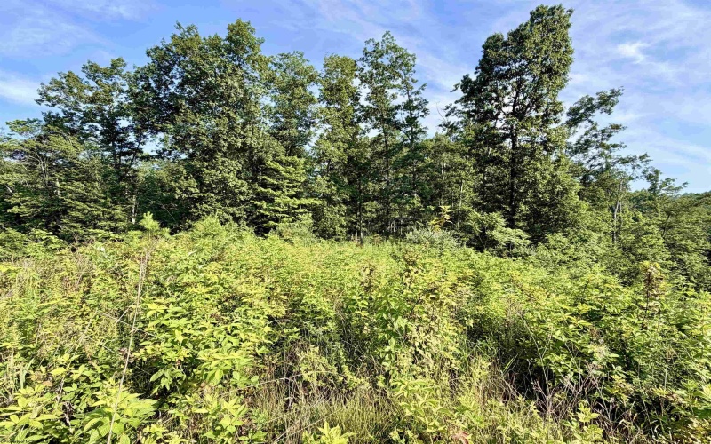 0 Parkersburg Road, Ripley, West Virginia 25271, 0 , 0 ,0,Lots/land,For Sale,Parkersburg,0,10166003