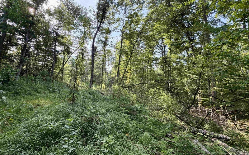 0 Parkersburg Road, Ripley, West Virginia 25271, 0 , 0 ,0,Lots/land,For Sale,Parkersburg,0,10166003