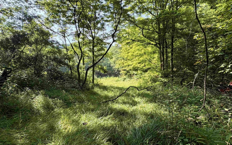 0 Parkersburg Road, Ripley, West Virginia 25271, 0 , 0 ,0,Lots/land,For Sale,Parkersburg,0,10166003