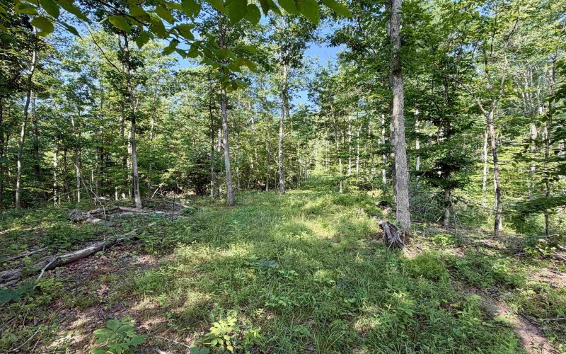 0 Parkersburg Road, Ripley, West Virginia 25271, 0 , 0 ,0,Lots/land,For Sale,Parkersburg,0,10166003