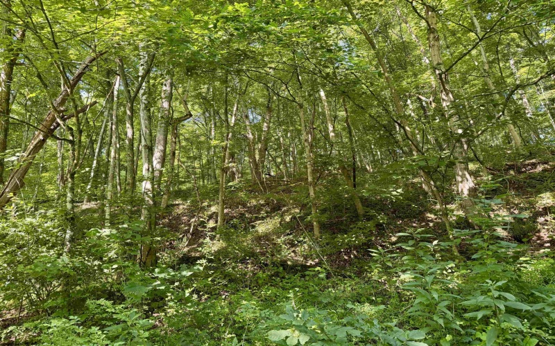 0 Parkersburg Road, Ripley, West Virginia 25271, 0 , 0 ,0,Lots/land,For Sale,Parkersburg,0,10166003