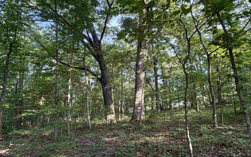 0 Parkersburg Road, Ripley, West Virginia 25271, 0 , 0 ,0,Lots/land,For Sale,Parkersburg,0,10166003
