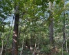 0 Parkersburg Road, Ripley, West Virginia 25271, 0 , 0 ,0,Lots/land,For Sale,Parkersburg,0,10166003