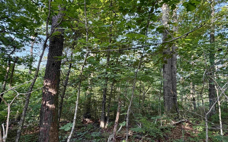 0 Parkersburg Road, Ripley, West Virginia 25271, 0 , 0 ,0,Lots/land,For Sale,Parkersburg,0,10166003