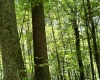110 Danner Road, Belington, West Virginia 26250, 0 , 0 ,0,Lots/land,For Sale,Danner,0,10166098