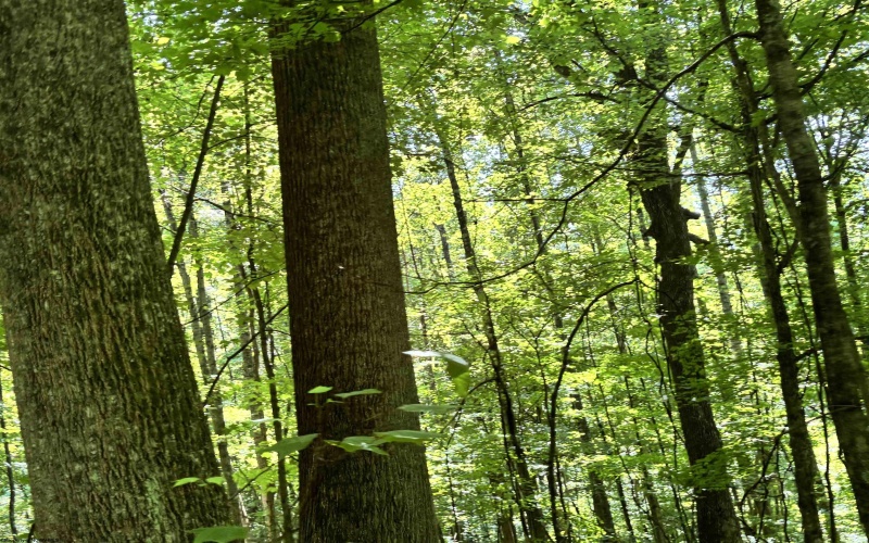 110 Danner Road, Belington, West Virginia 26250, 0 , 0 ,0,Lots/land,For Sale,Danner,0,10166098