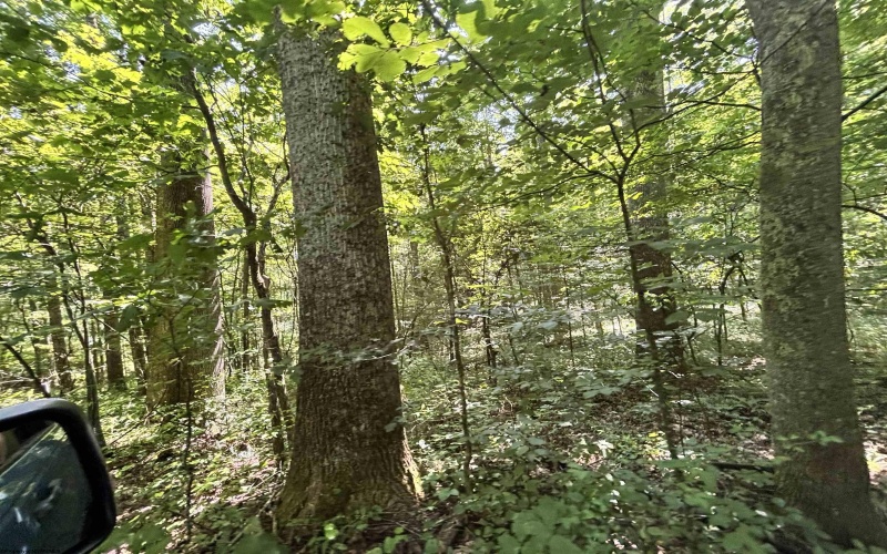 110 Danner Road, Belington, West Virginia 26250, 0 , 0 ,0,Lots/land,For Sale,Danner,0,10166098
