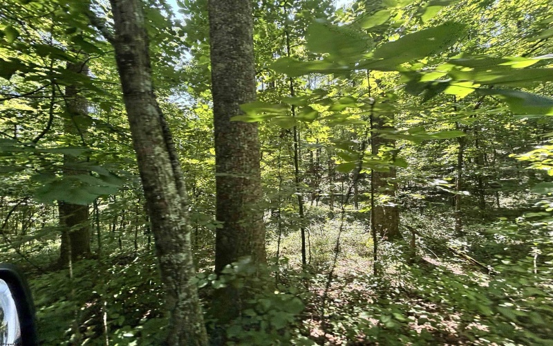 110 Danner Road, Belington, West Virginia 26250, 0 , 0 ,0,Lots/land,For Sale,Danner,0,10166098