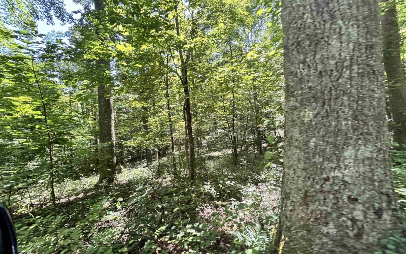 110 Danner Road, Belington, West Virginia 26250, 0 , 0 ,0,Lots/land,For Sale,Danner,0,10166098