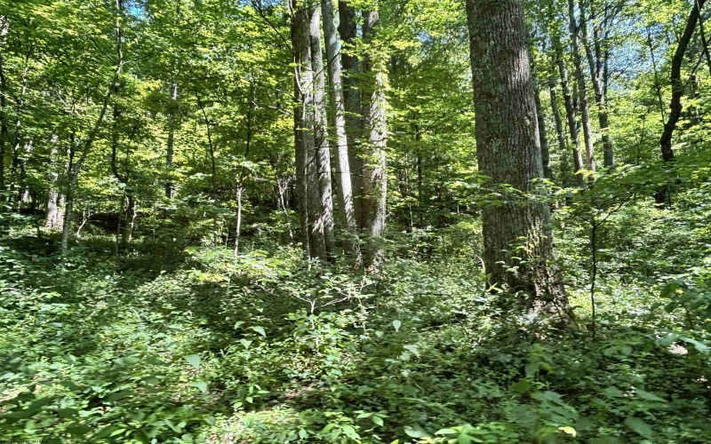 110 Danner Road, Belington, West Virginia 26250, 0 , 0 ,0,Lots/land,For Sale,Danner,0,10166098