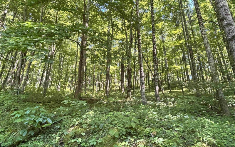 110 Danner Road, Belington, West Virginia 26250, 0 , 0 ,0,Lots/land,For Sale,Danner,0,10166098