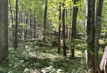 110 Danner Road, Belington, West Virginia 26250, 0 , 0 ,0,Lots/land,For Sale,Danner,0,10166098
