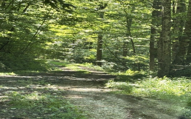 110 Danner Road, Belington, West Virginia 26250, 0 , 0 ,0,Lots/land,For Sale,Danner,0,10166098