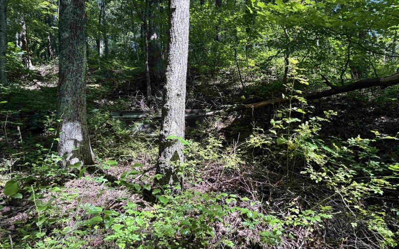 110 Danner Road, Belington, West Virginia 26250, 0 , 0 ,0,Lots/land,For Sale,Danner,0,10166098