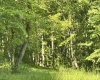 110 Danner Road, Belington, West Virginia 26250, 0 , 0 ,0,Lots/land,For Sale,Danner,0,10166098