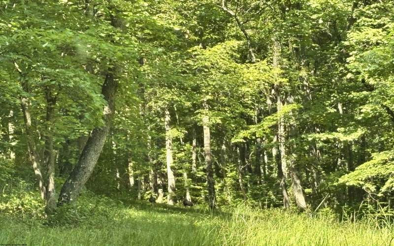 110 Danner Road, Belington, West Virginia 26250, 0 , 0 ,0,Lots/land,For Sale,Danner,0,10166098