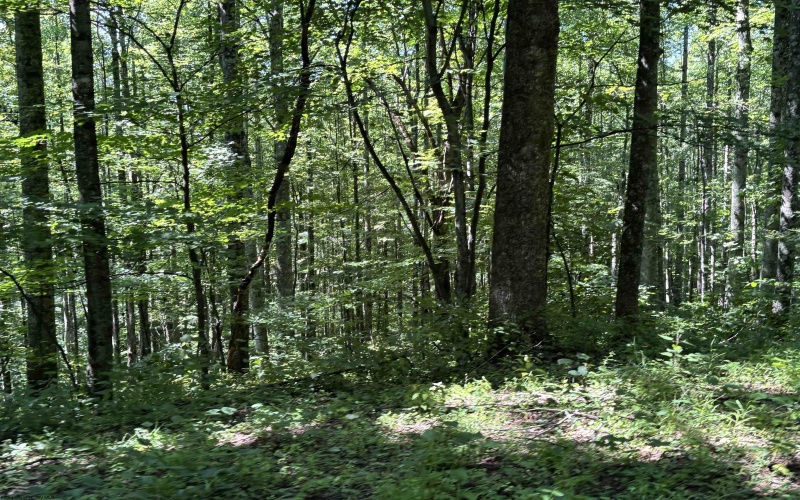110 Danner Road, Belington, West Virginia 26250, 0 , 0 ,0,Lots/land,For Sale,Danner,0,10166098