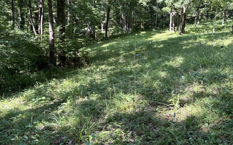110 Danner Road, Belington, West Virginia 26250, 0 , 0 ,0,Lots/land,For Sale,Danner,0,10166098