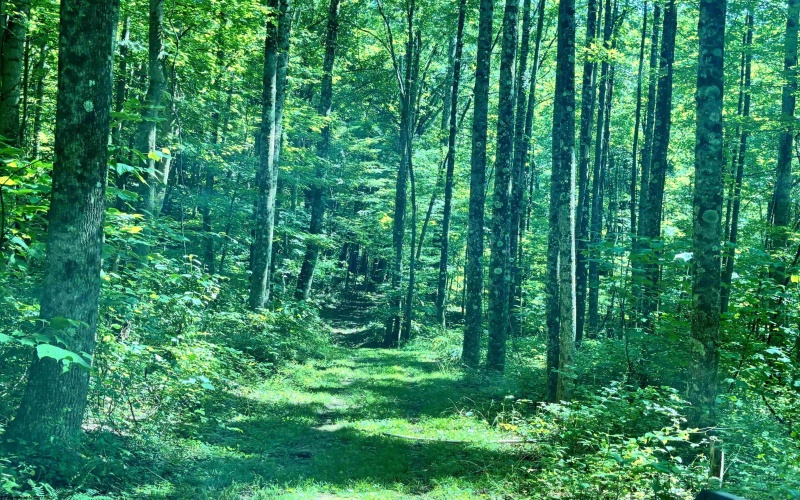 110 Danner Road, Belington, West Virginia 26250, 0 , 0 ,0,Lots/land,For Sale,Danner,0,10166098