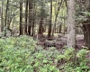 469 Karlan Road, Pickens, West Virginia 26230, 0 , 0 ,0,Lots/land,For Sale,Karlan,0,10166097