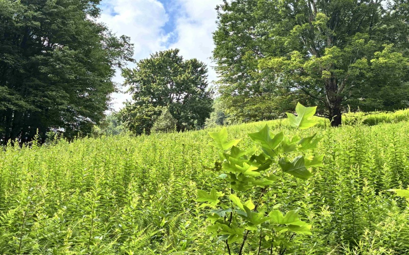 469 Karlan Road, Pickens, West Virginia 26230, 0 , 0 ,0,Lots/land,For Sale,Karlan,0,10166097