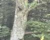 469 Karlan Road, Pickens, West Virginia 26230, 0 , 0 ,0,Lots/land,For Sale,Karlan,0,10166097