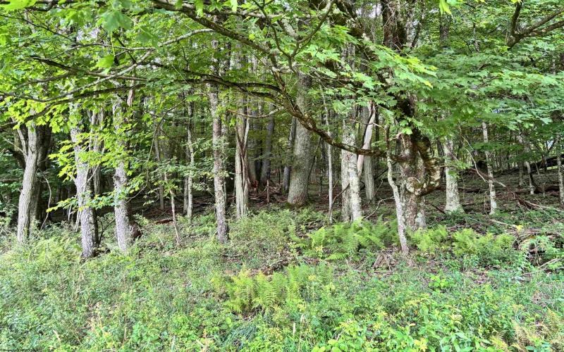 469 Karlan Road, Pickens, West Virginia 26230, 0 , 0 ,0,Lots/land,For Sale,Karlan,0,10166097